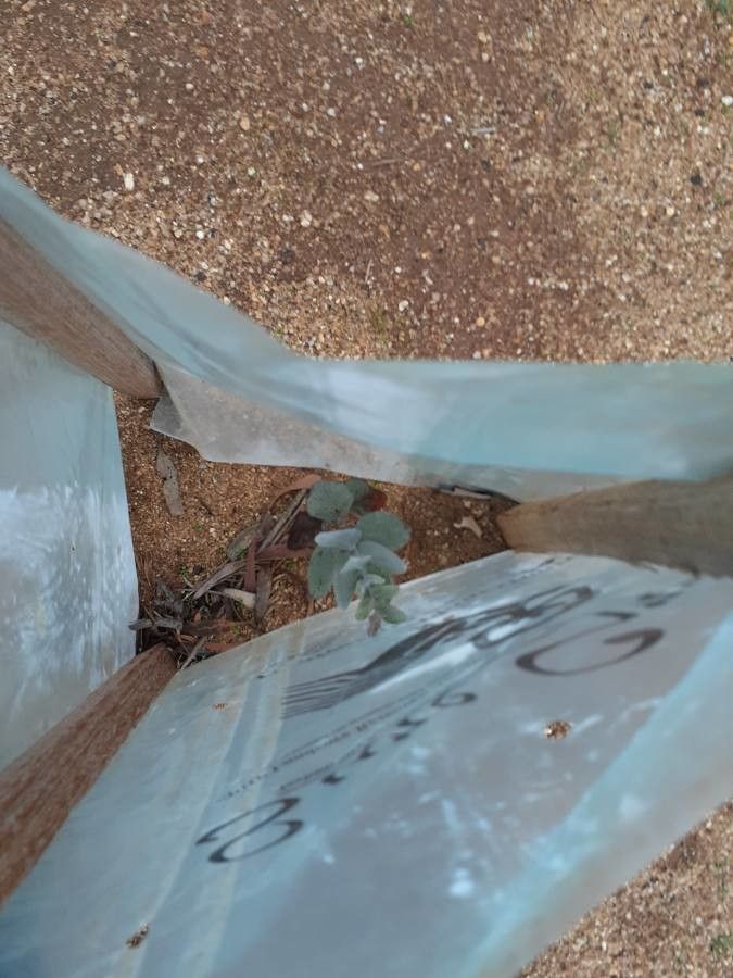 Eucalyptus rhodantha — houseplant care guide