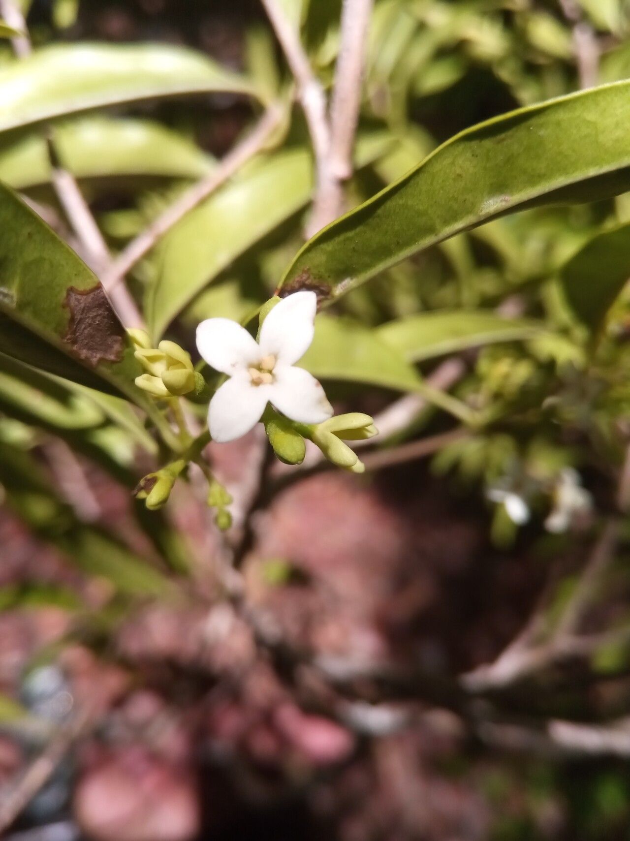 Noronhia tropophylla — houseplant care guide