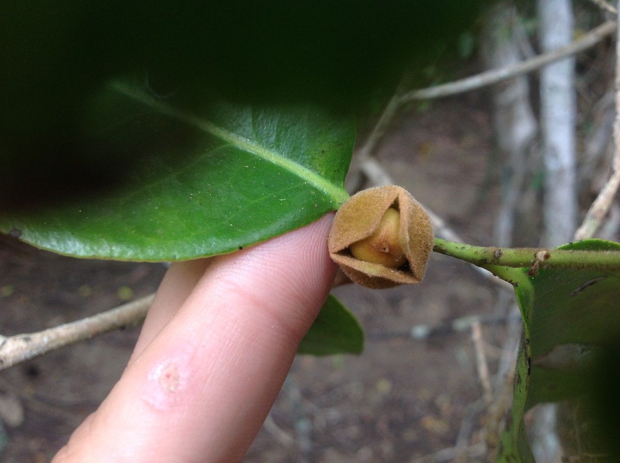 Diospyros yaouhensis fruit