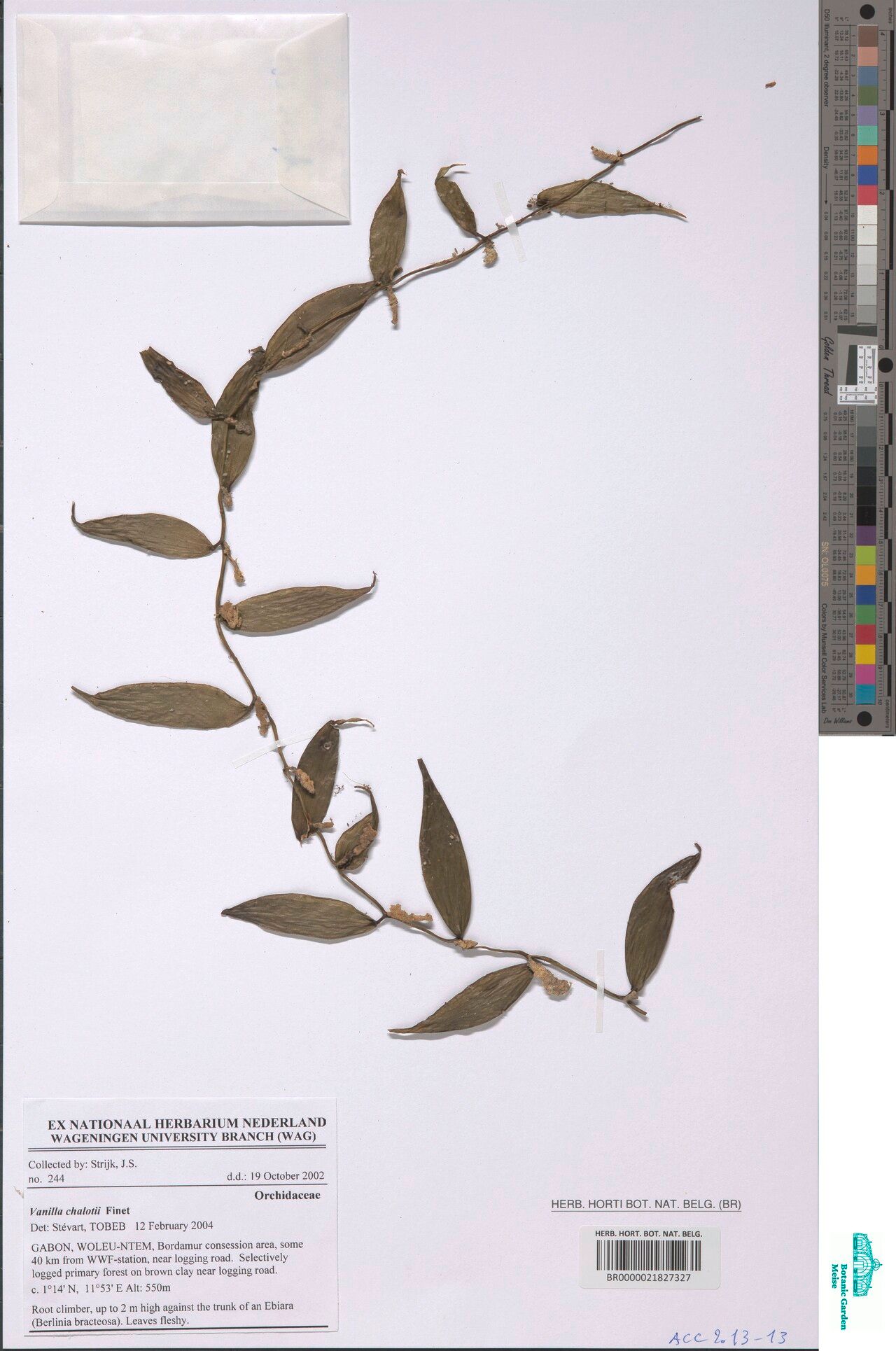 Vanilla chalotii — houseplant care guide