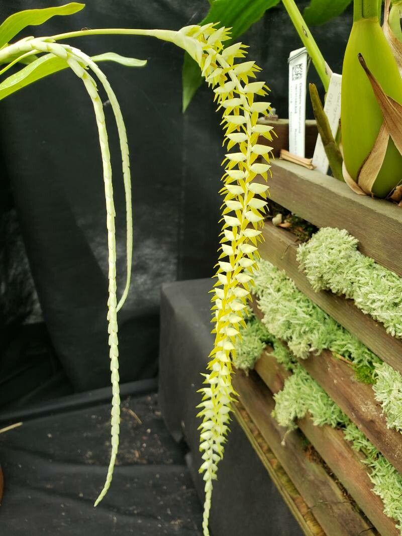 Dendrochilum magnum flower
