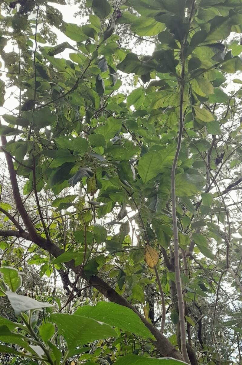 Iochroma cyaneum habit