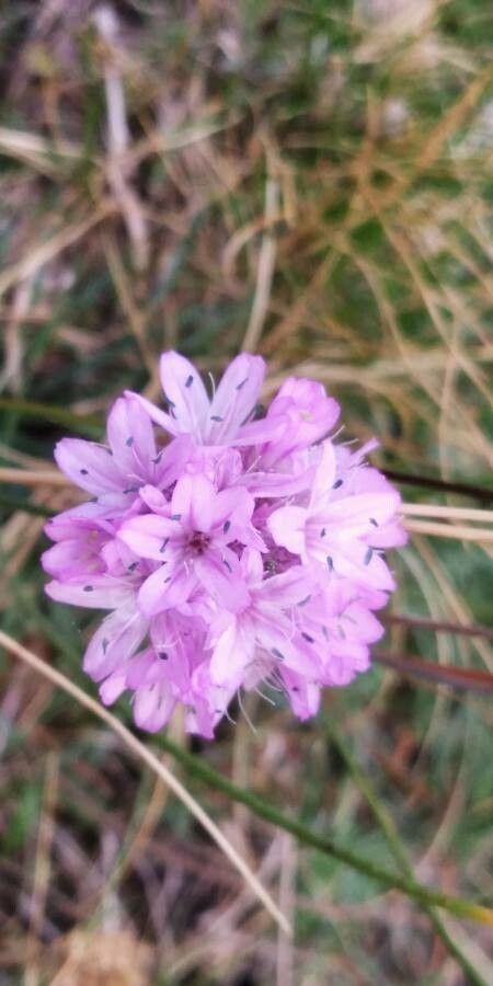 Armeria bigerrensis flower