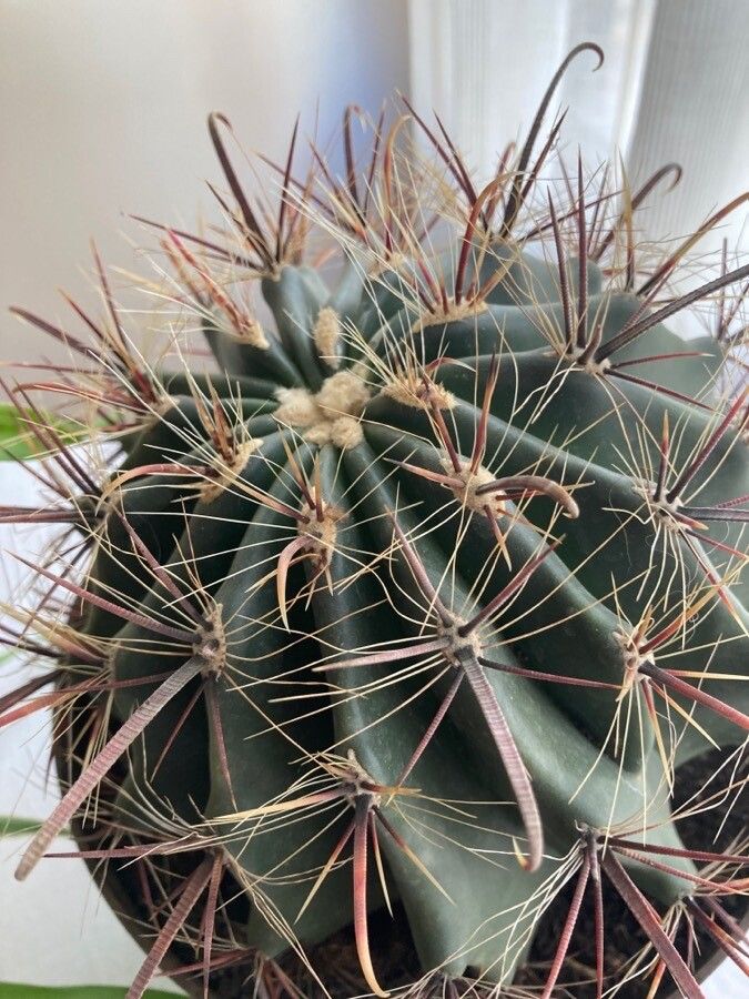 Ferocactus hamatacanthus fruit