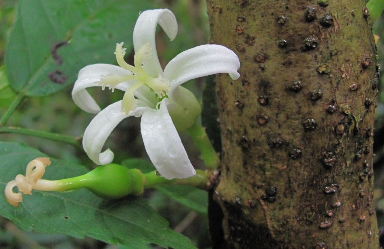 Vasconcellea cauliflora flower