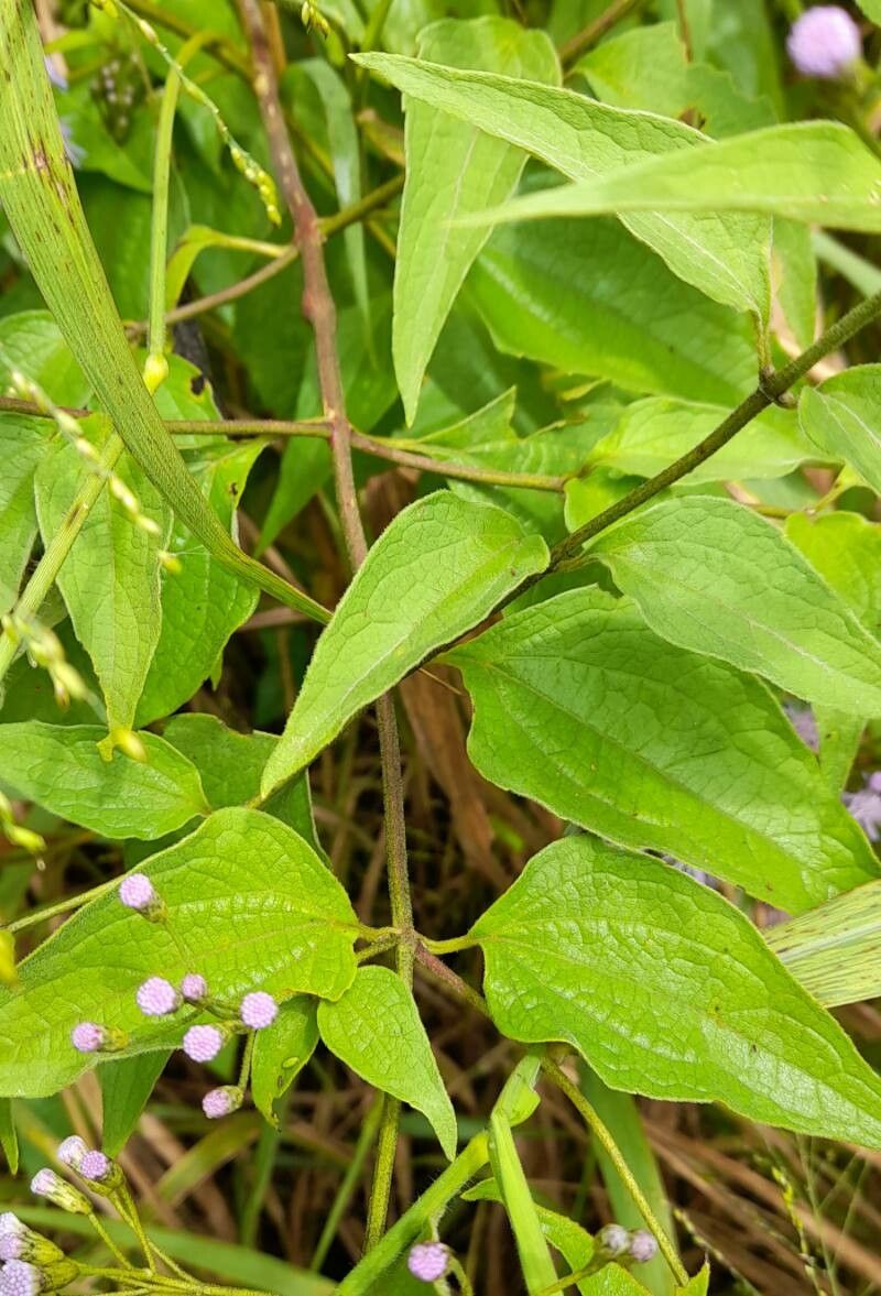 Chromolaena hookeriana — search result for 'Chromolaena'