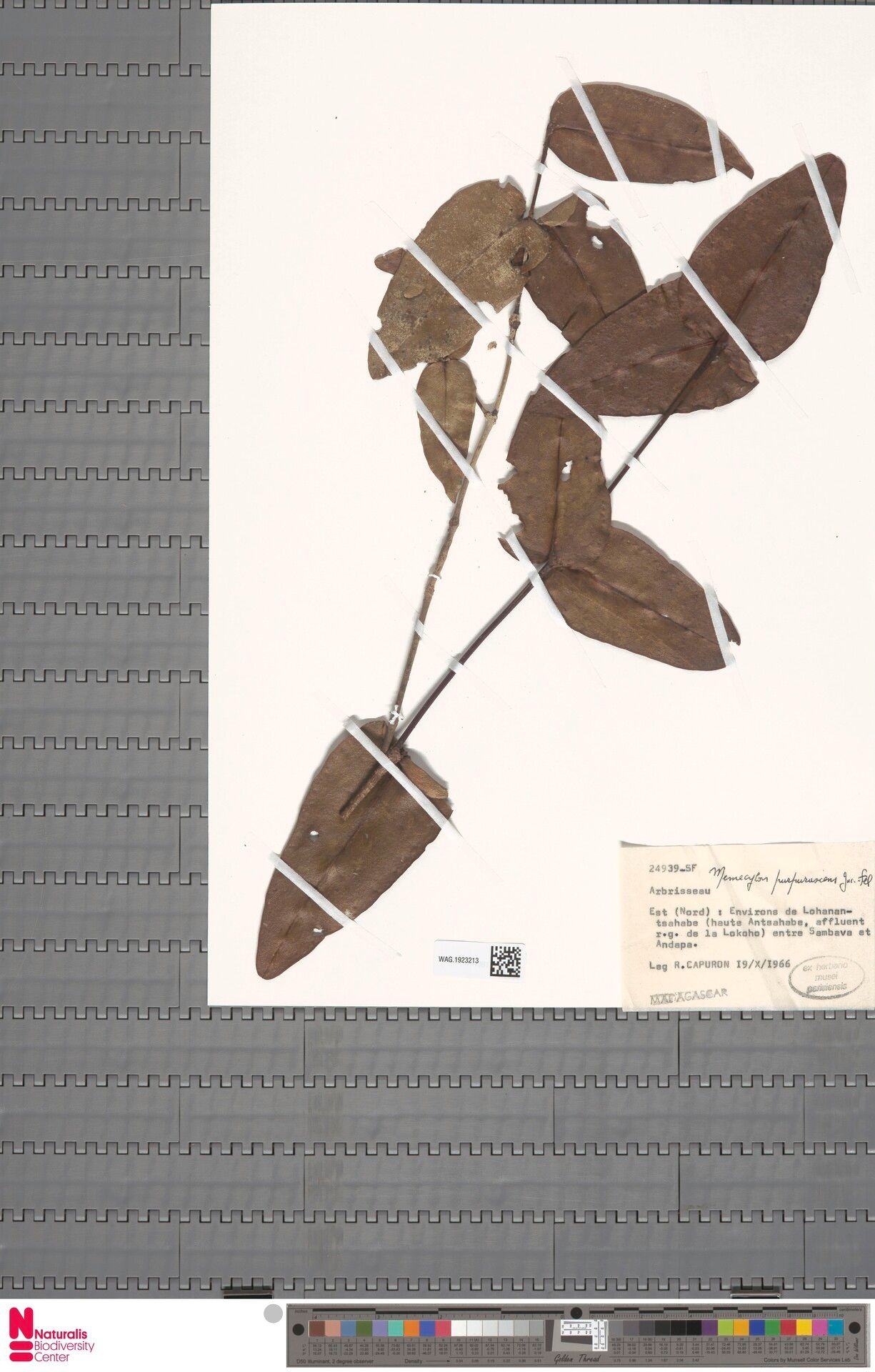 Memecylon purpurascens — houseplant care guide