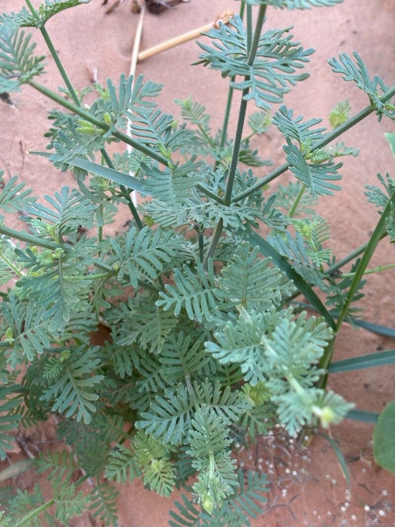 Lavandula antineae leaf