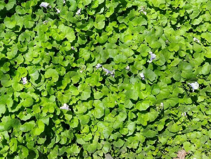 Viola hederacea habit