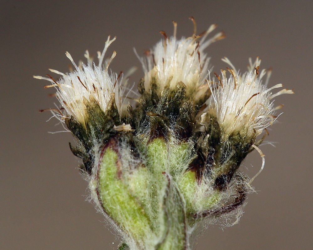 Antennaria pulchella flower