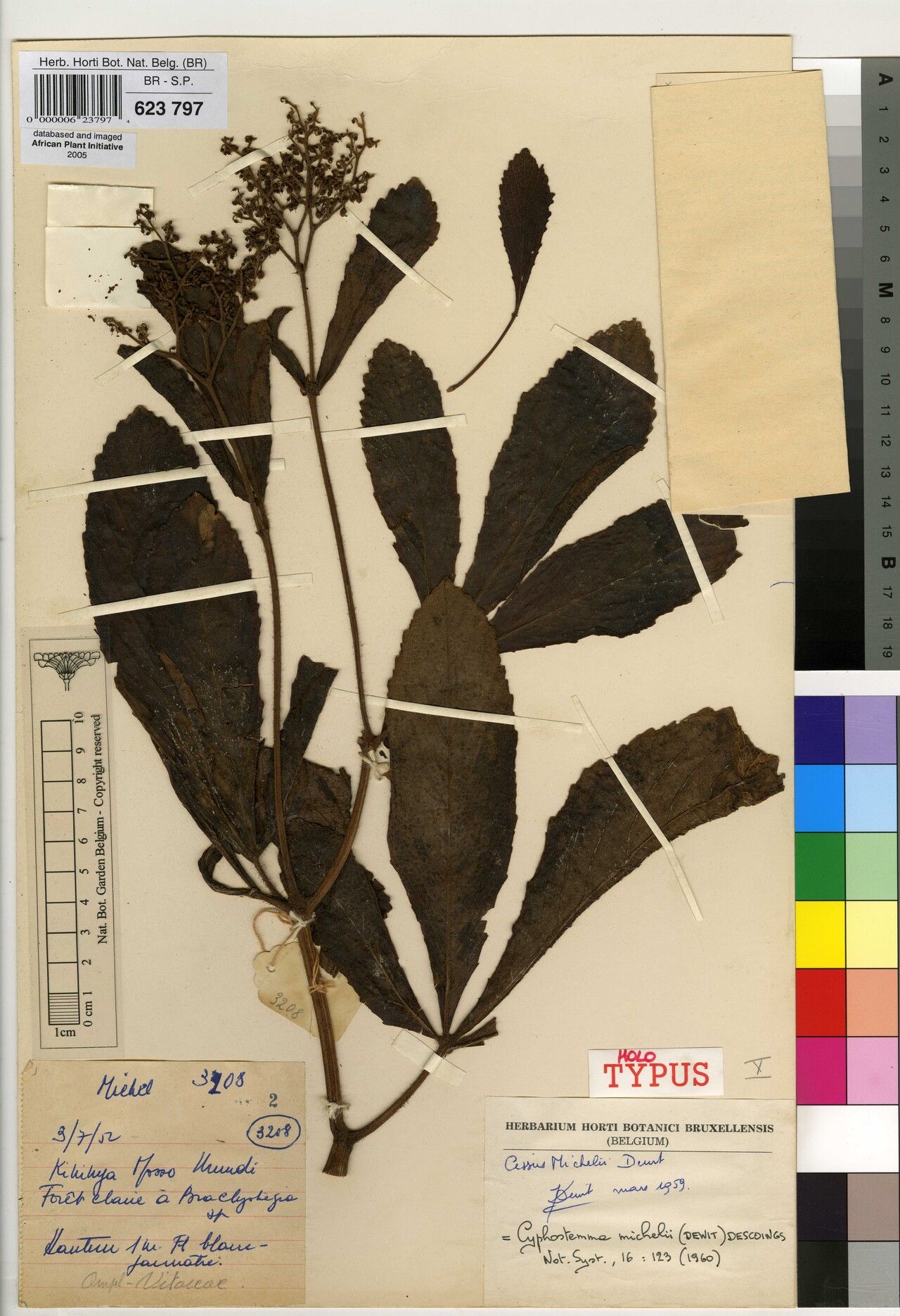 Cyphostemma michelii — houseplant care guide