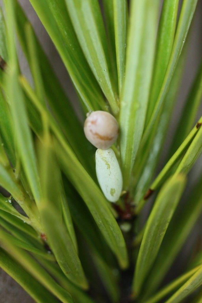 Podocarpus beecherae fruit