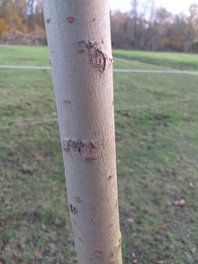 Salix × fragilis bark