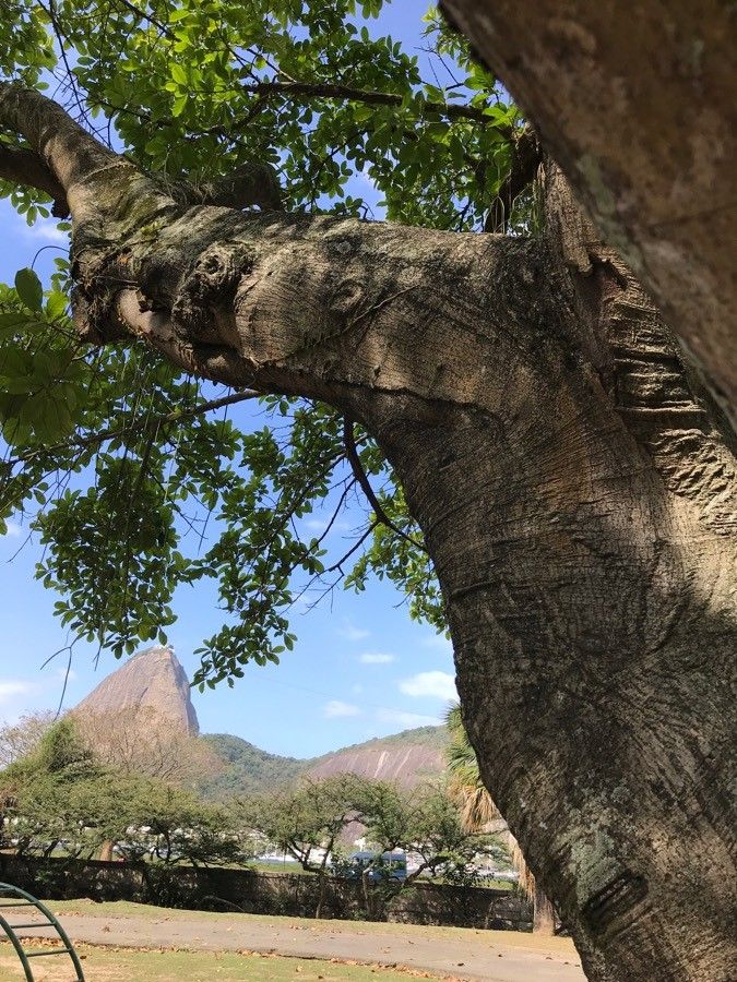 Philenoptera violacea bark