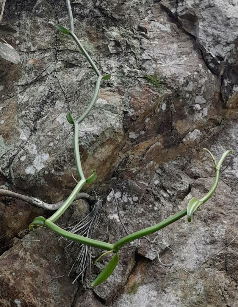 Vanilla barbellata bark