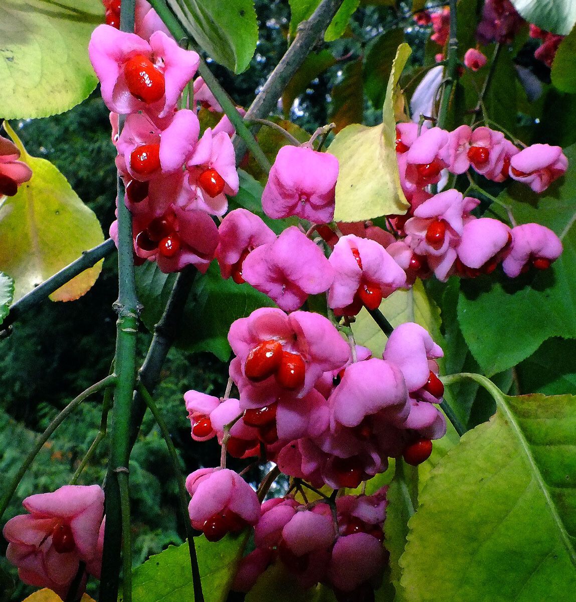Euonymus hamiltonianus flower