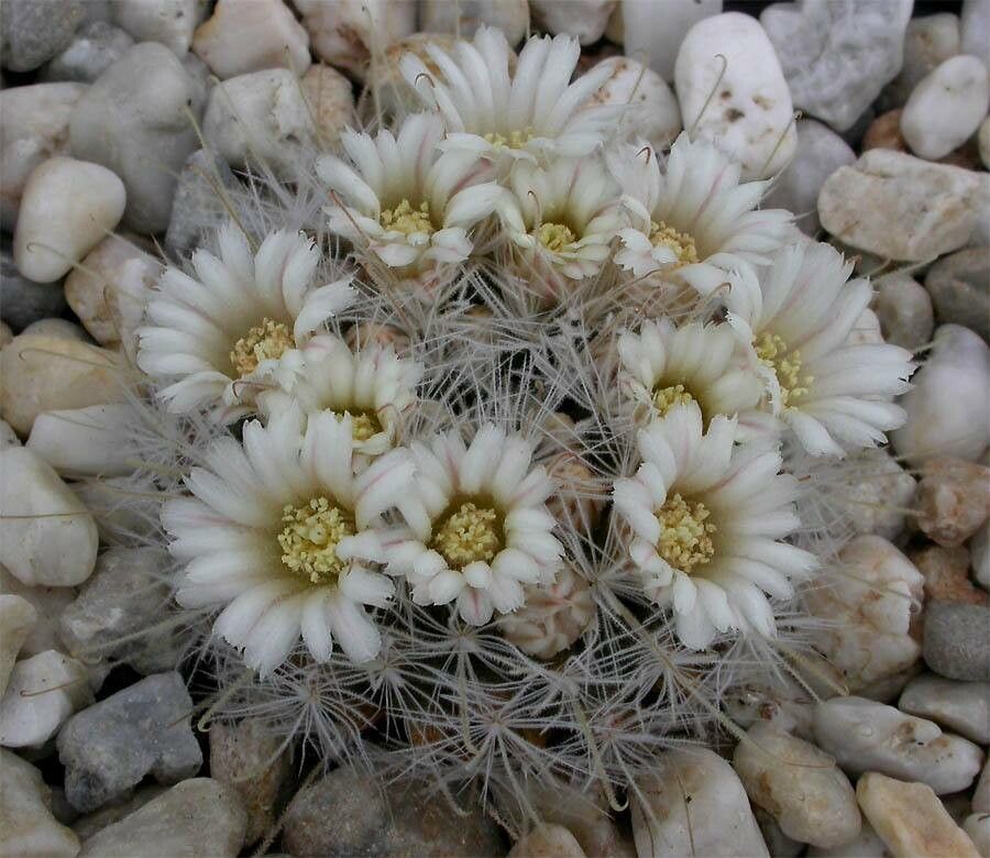 Mammillaria pennispinosa flower