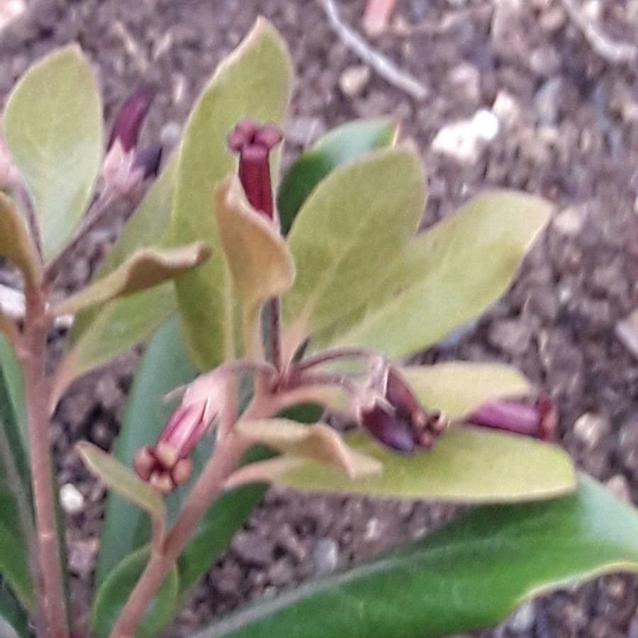 Pittosporum poumense flower