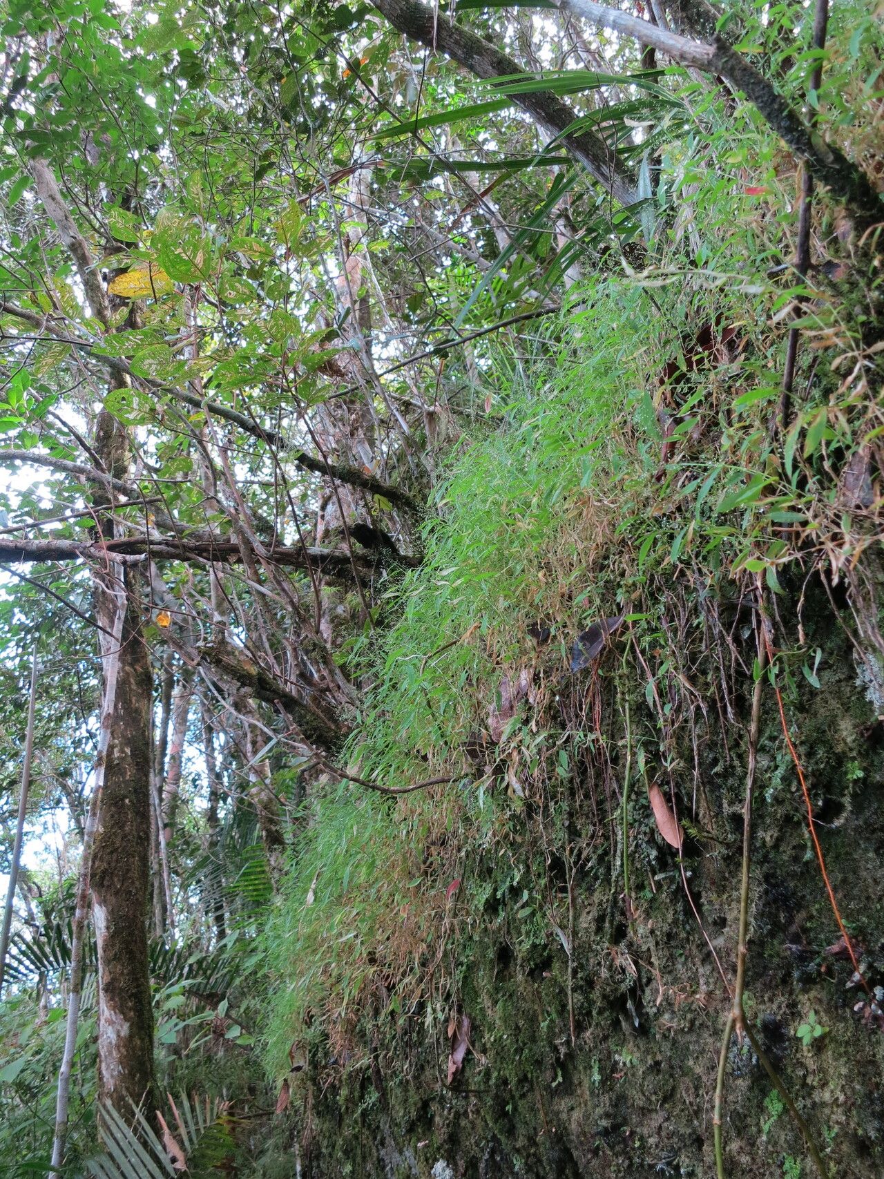 Panicum vohitrense — houseplant care guide