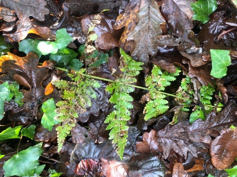 Dryopteris dilatata leaf