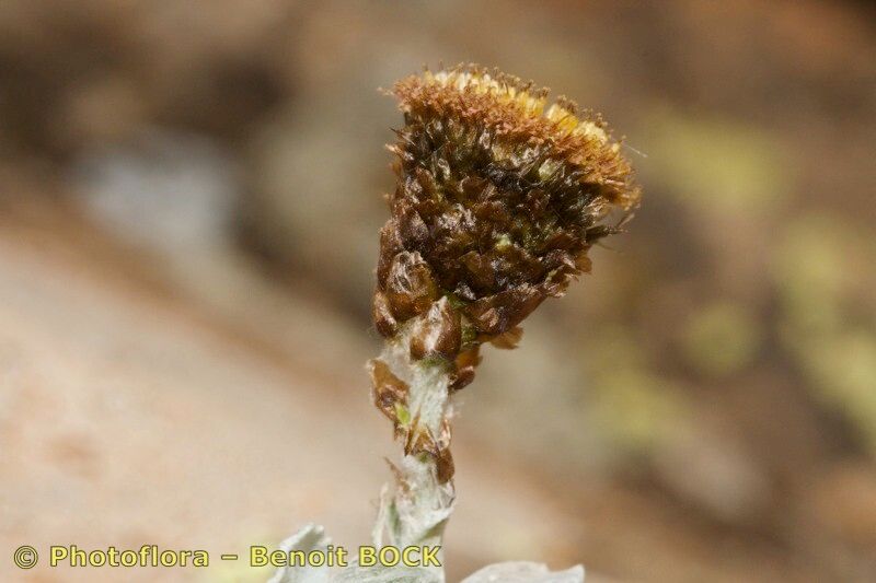 Phagnalon platyphyllum — related species from the same genus