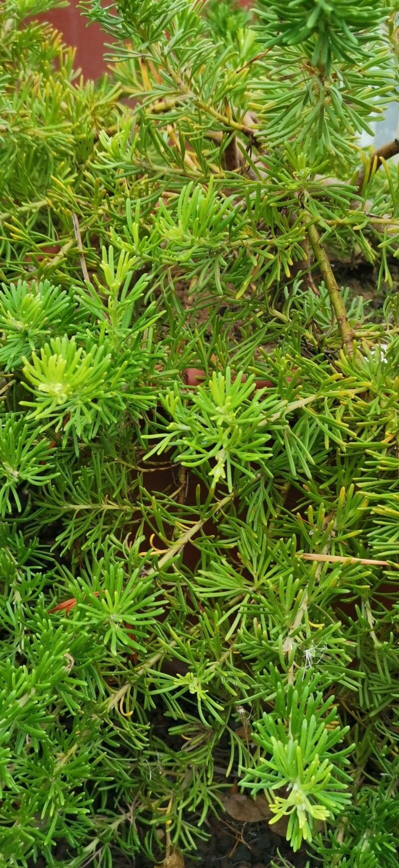 Grevillea cirsiifolia habit