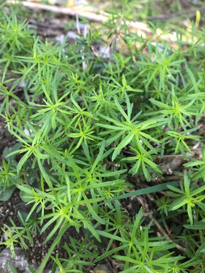 Galium laevigatum leaf