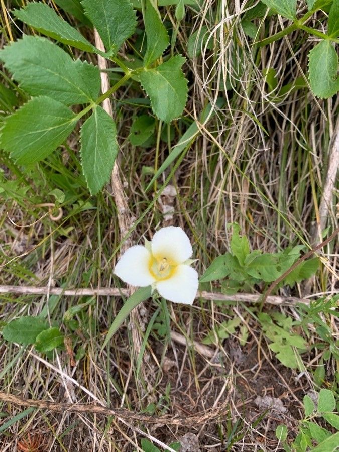 Calochortus apiculatus flower