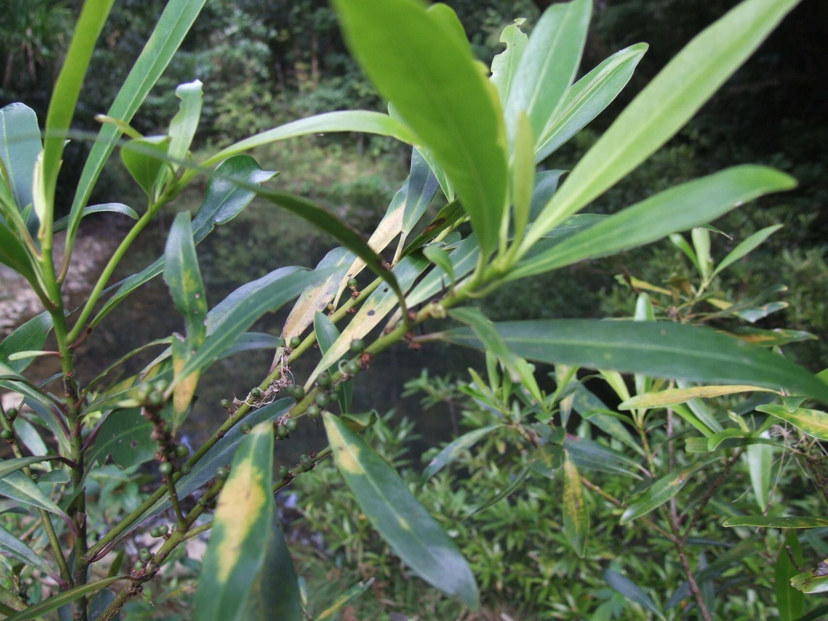 Myrsine stenophylla — houseplant care guide