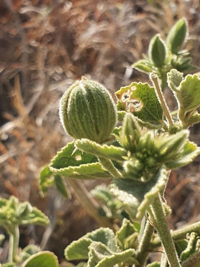 Hibiscus flavifolius fruit