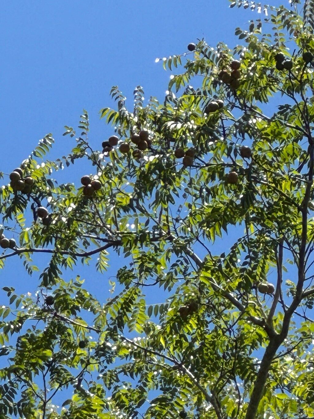 Spondias macrocarpa habit