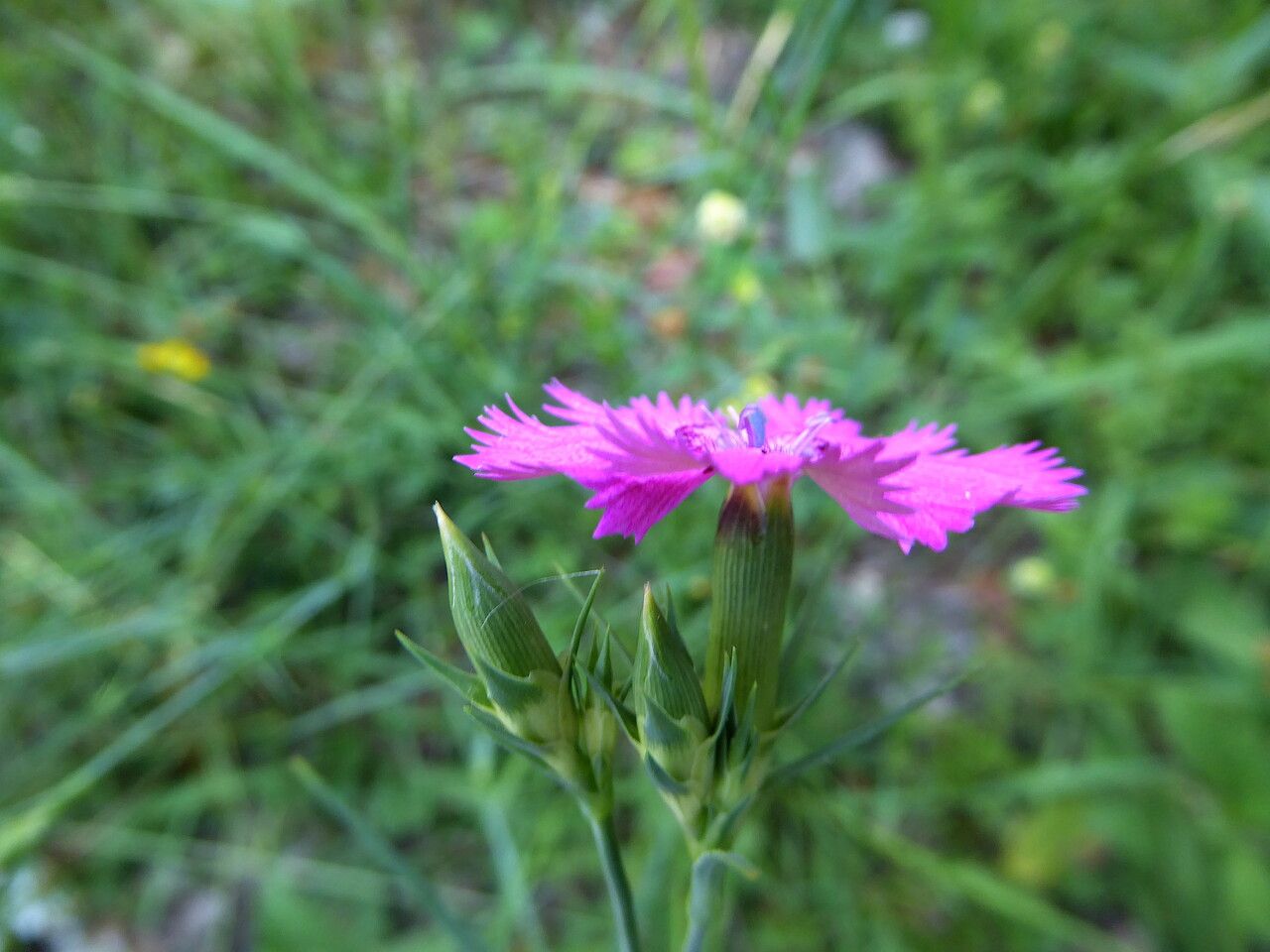 Dianthus furcatus — houseplant care guide