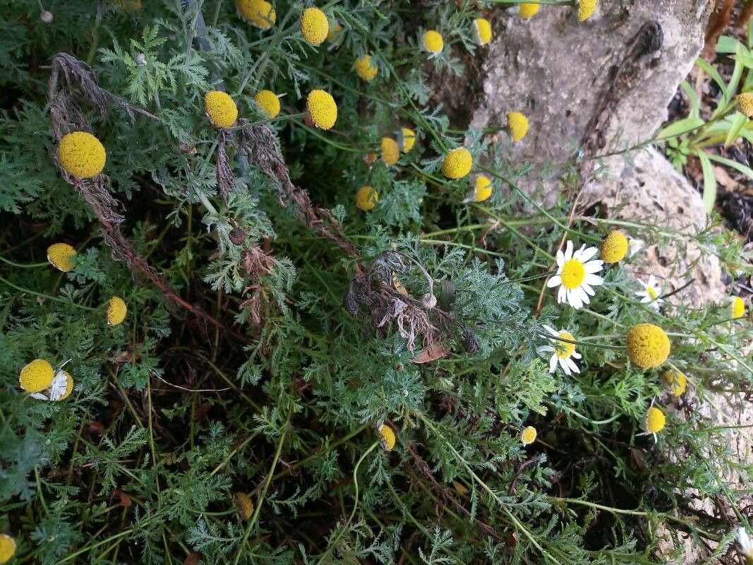 Cota triumfetti habit