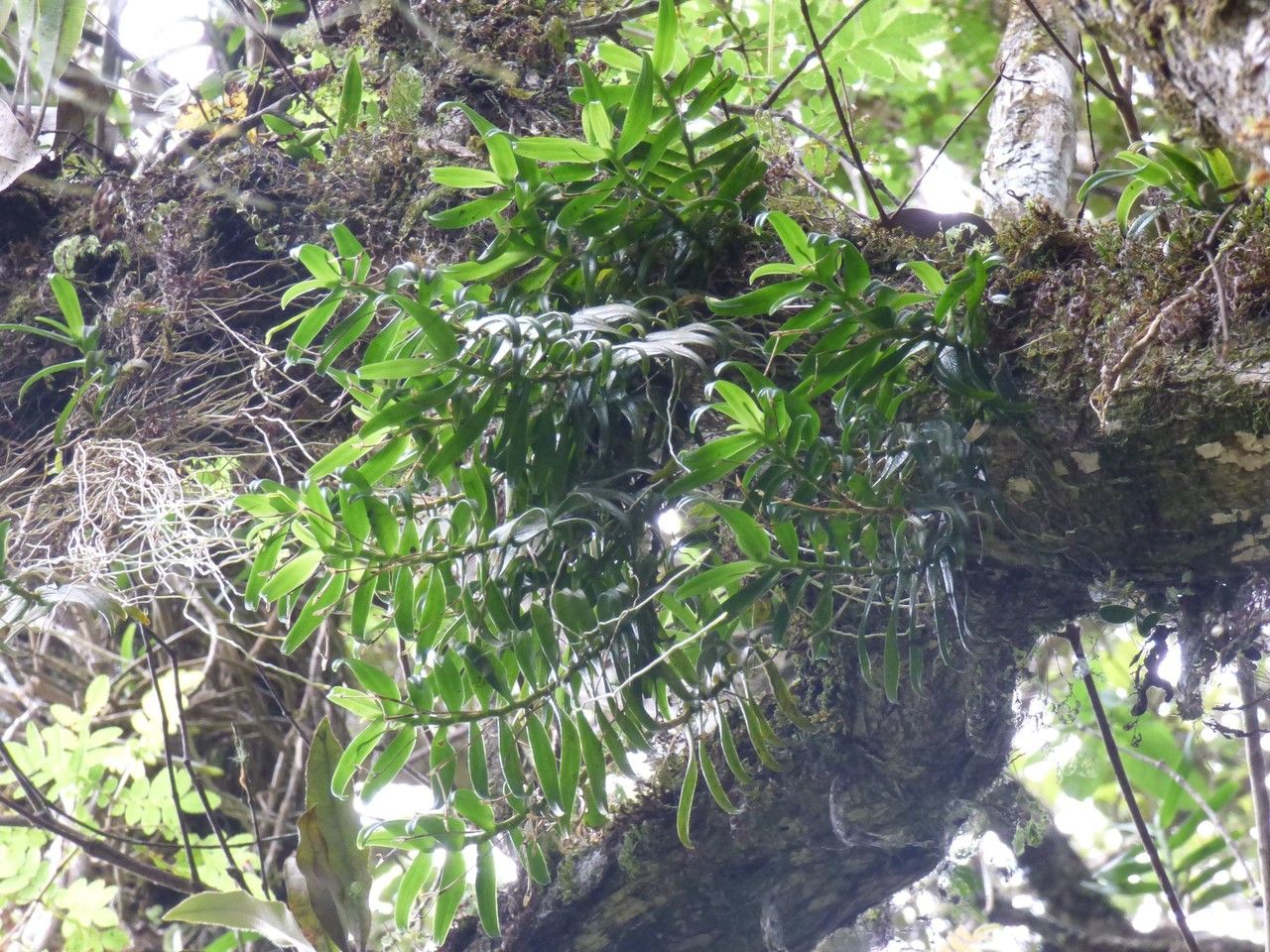 Angraecum pingue — houseplant care guide