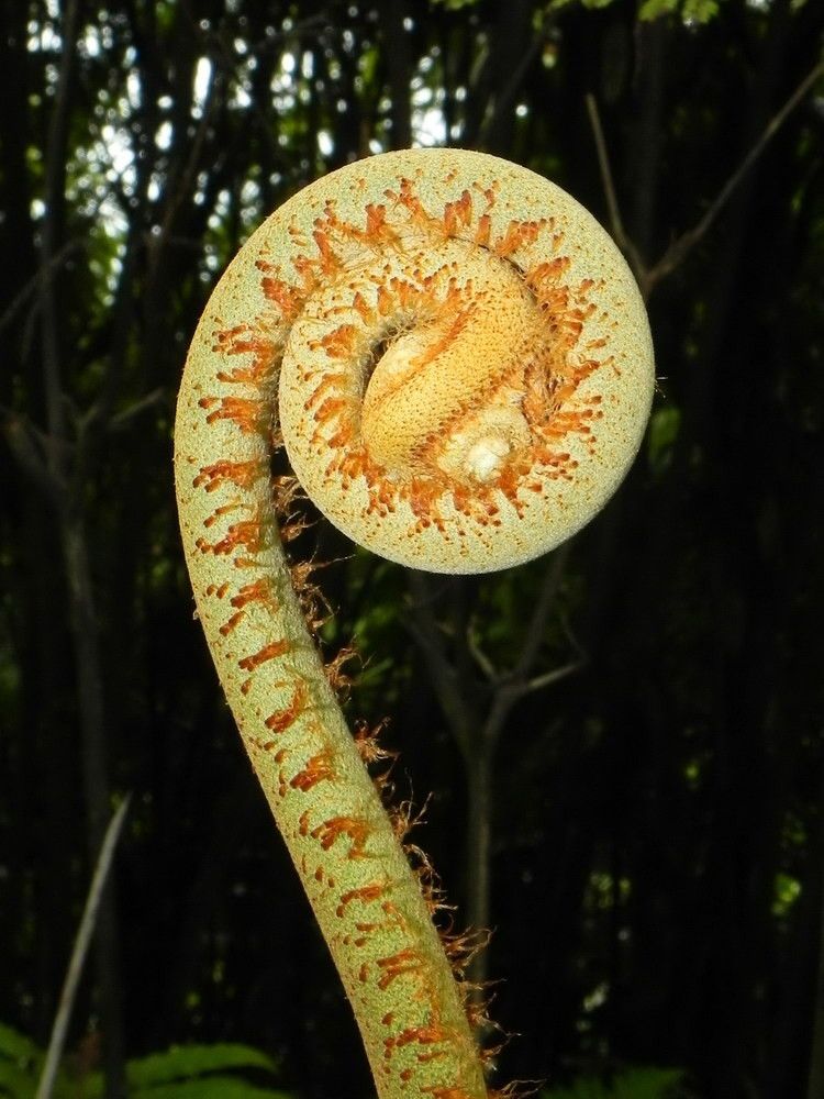 Sticherus montaguei leaf