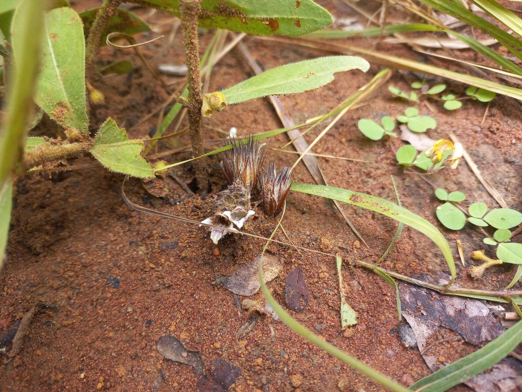 Lepidagathis fischeri — houseplant care guide