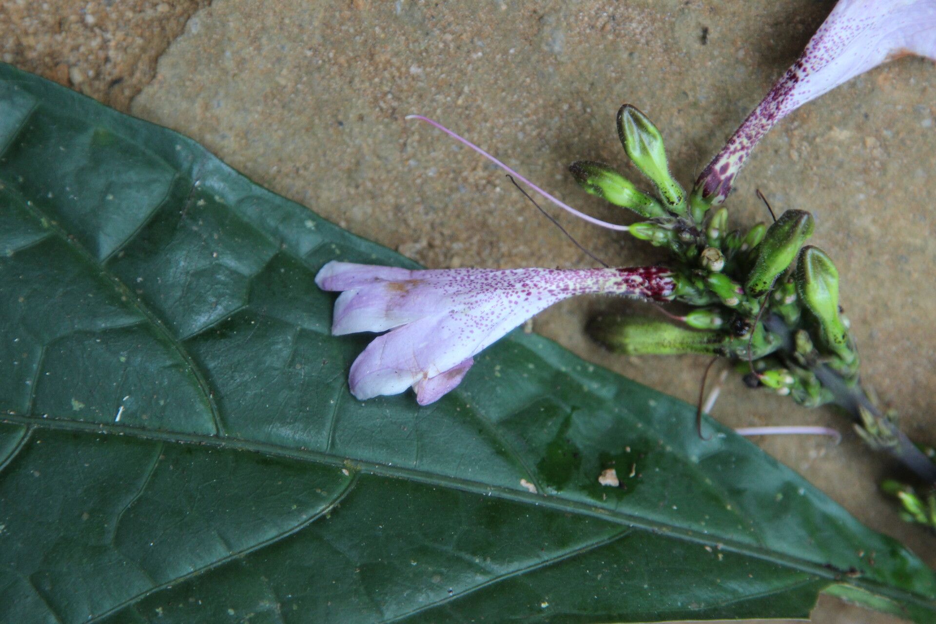 Asystasia macrophylla flower