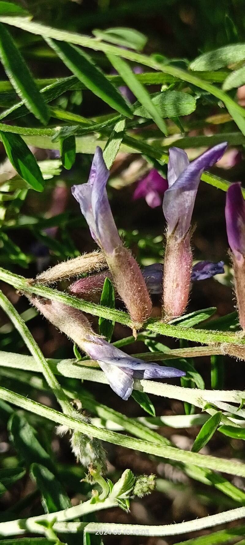 Astragalus varius flower