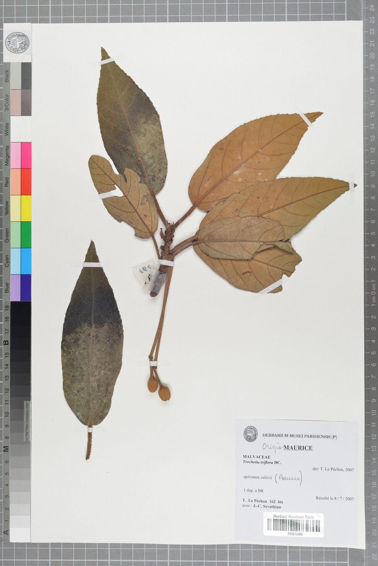 Ruizia triflora — houseplant care guide