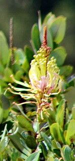 Oreocallis grandiflora — houseplant care guide