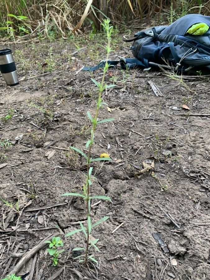 Pectis bonplandiana — related species from the same genus