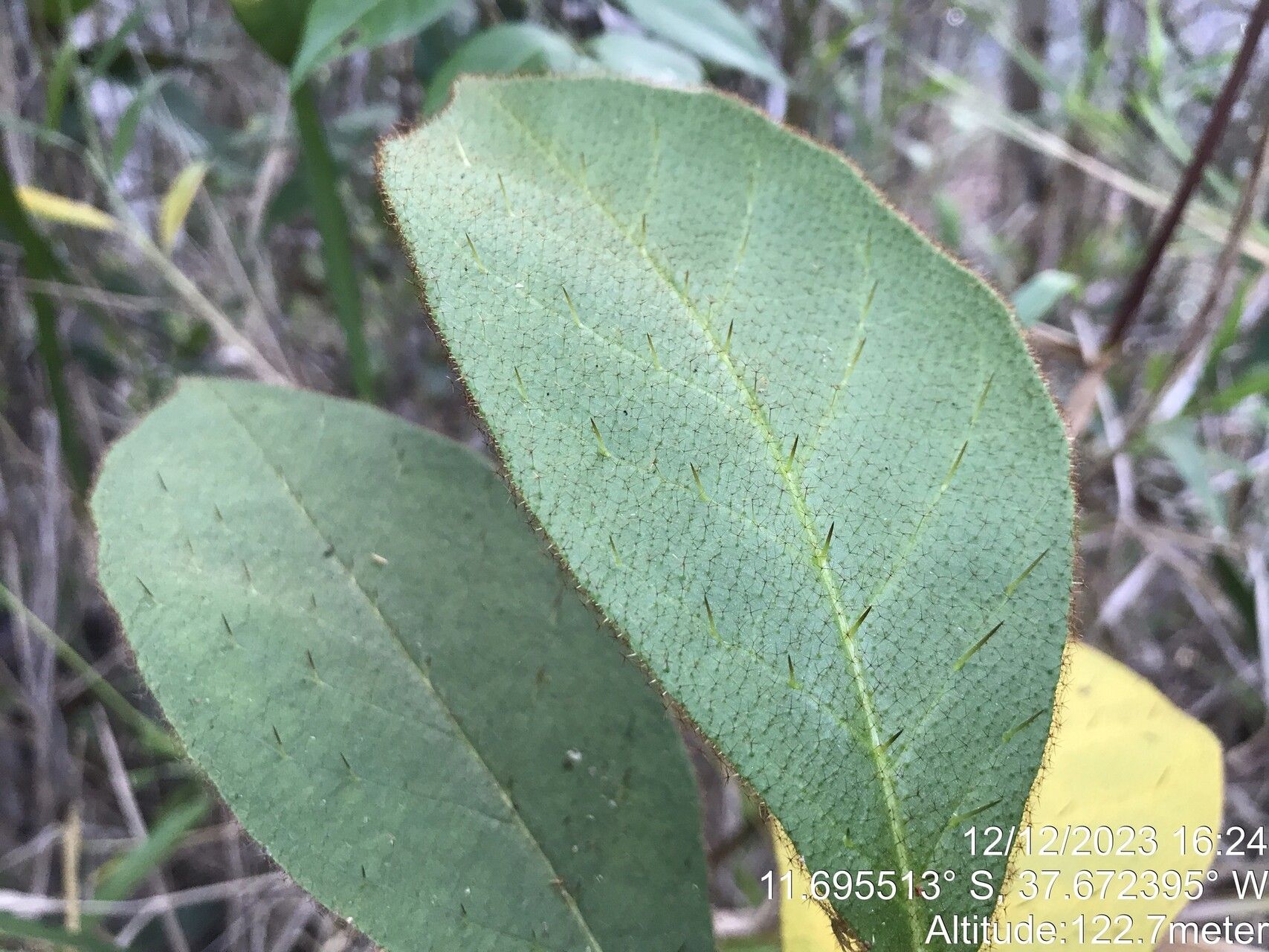 Solanum polytrichum — houseplant care guide