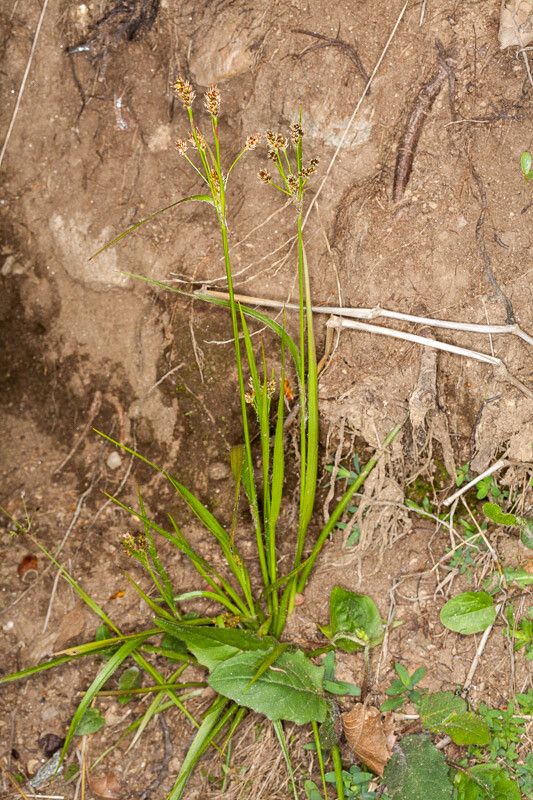 Luzula multiflora — search result for 'Juncaceae'
