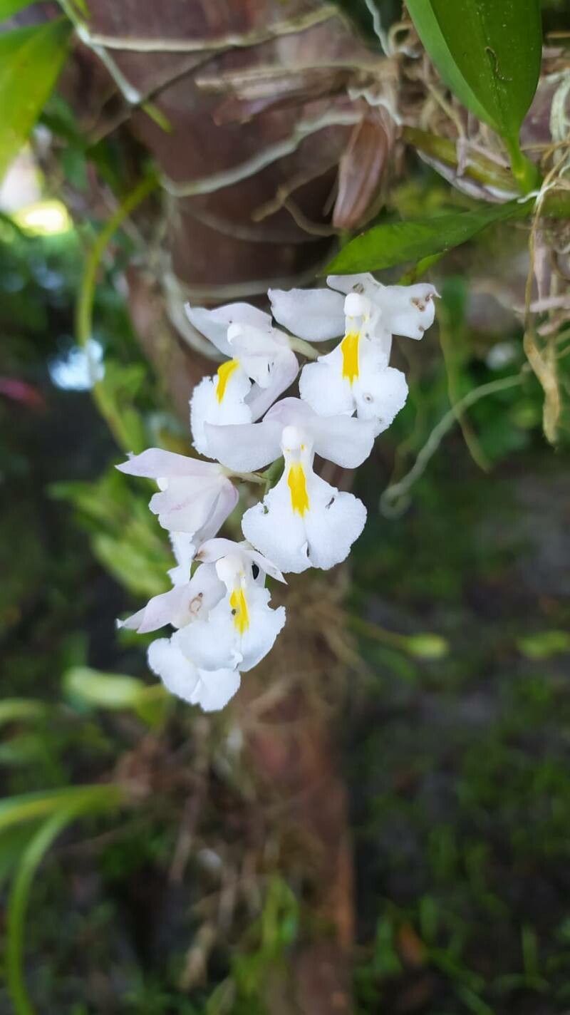 Rodriguezia bracteata flower