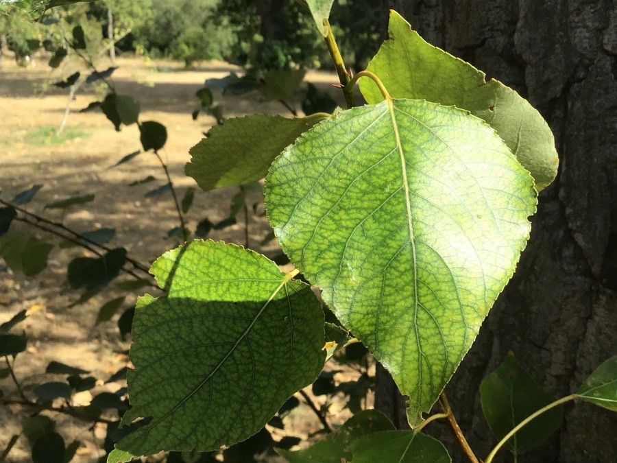 Populus × generosa — search result for 'Populus'