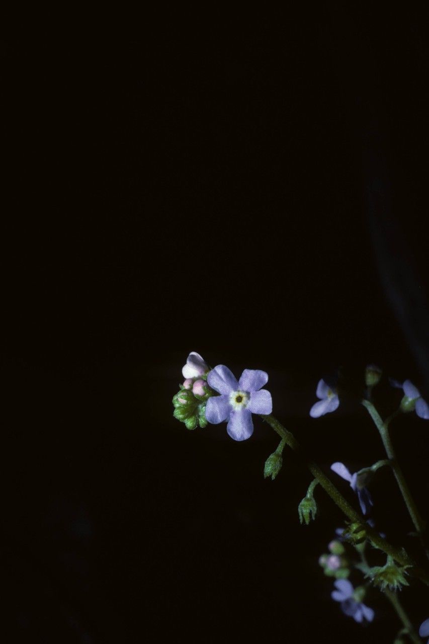 Hackelia pinetorum — search result for 'Hackelia'