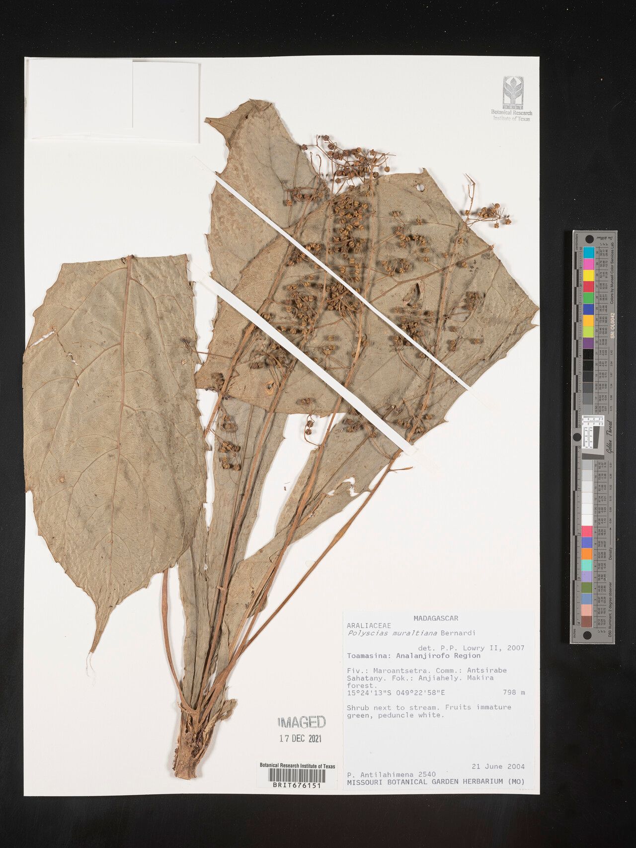 Polyscias muraltana — search result for 'Polyscias'