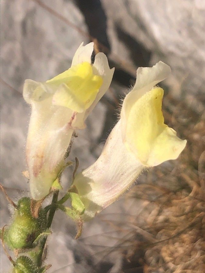 Antirrhinum braun-blanquetii flower