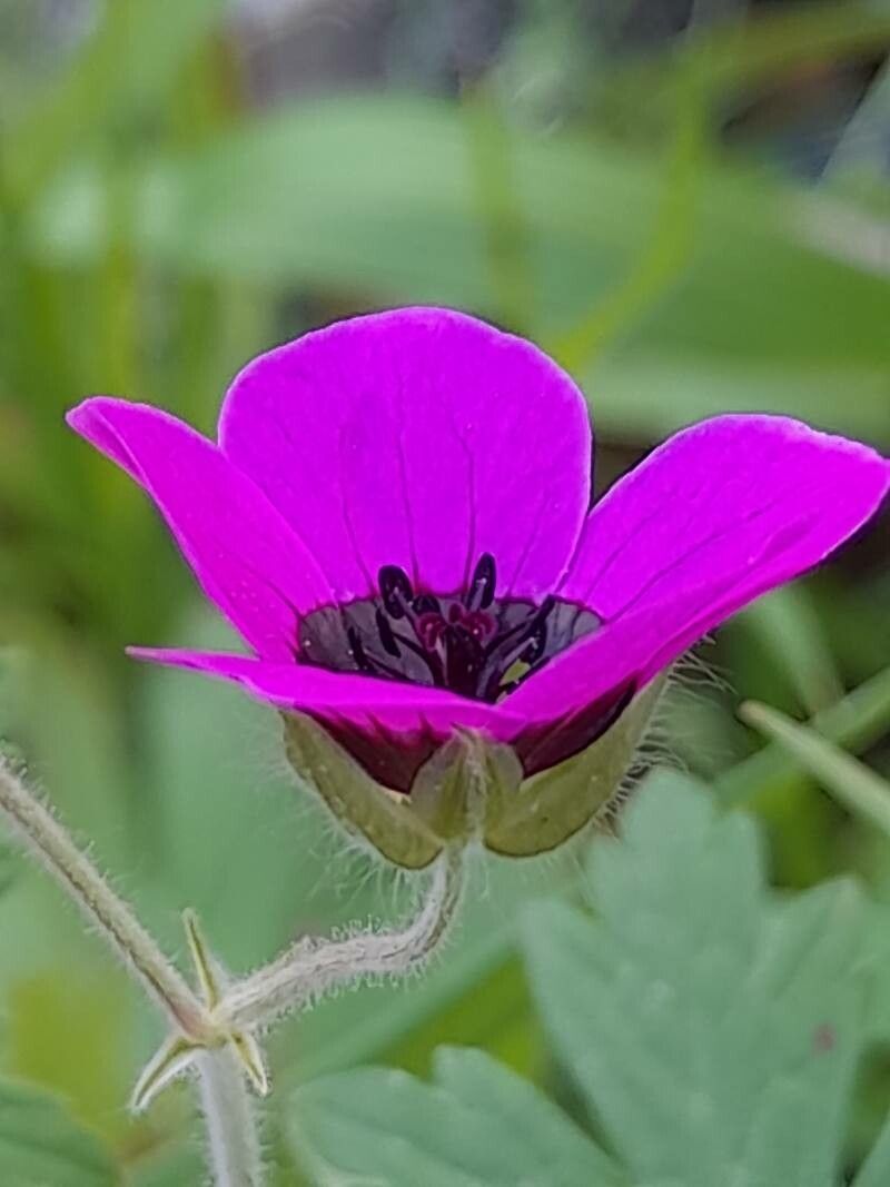 Geranium mascatense flower