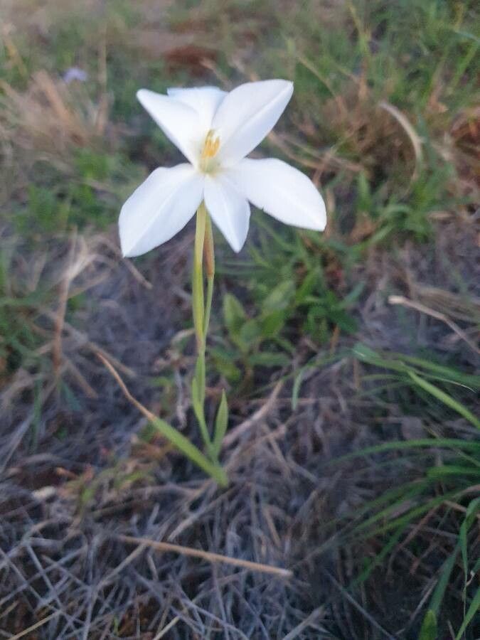 Gladiolus candidus habit